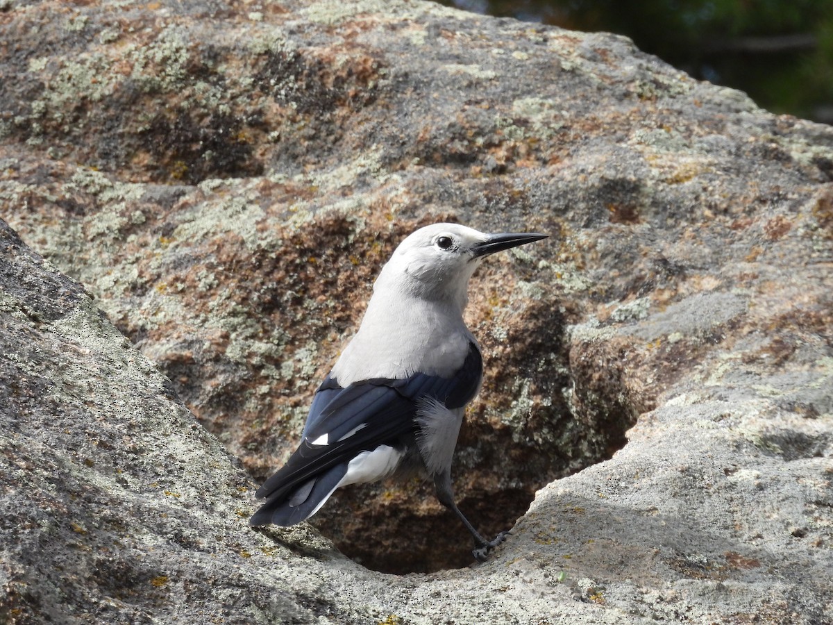 Clark's Nutcracker - ML643457234