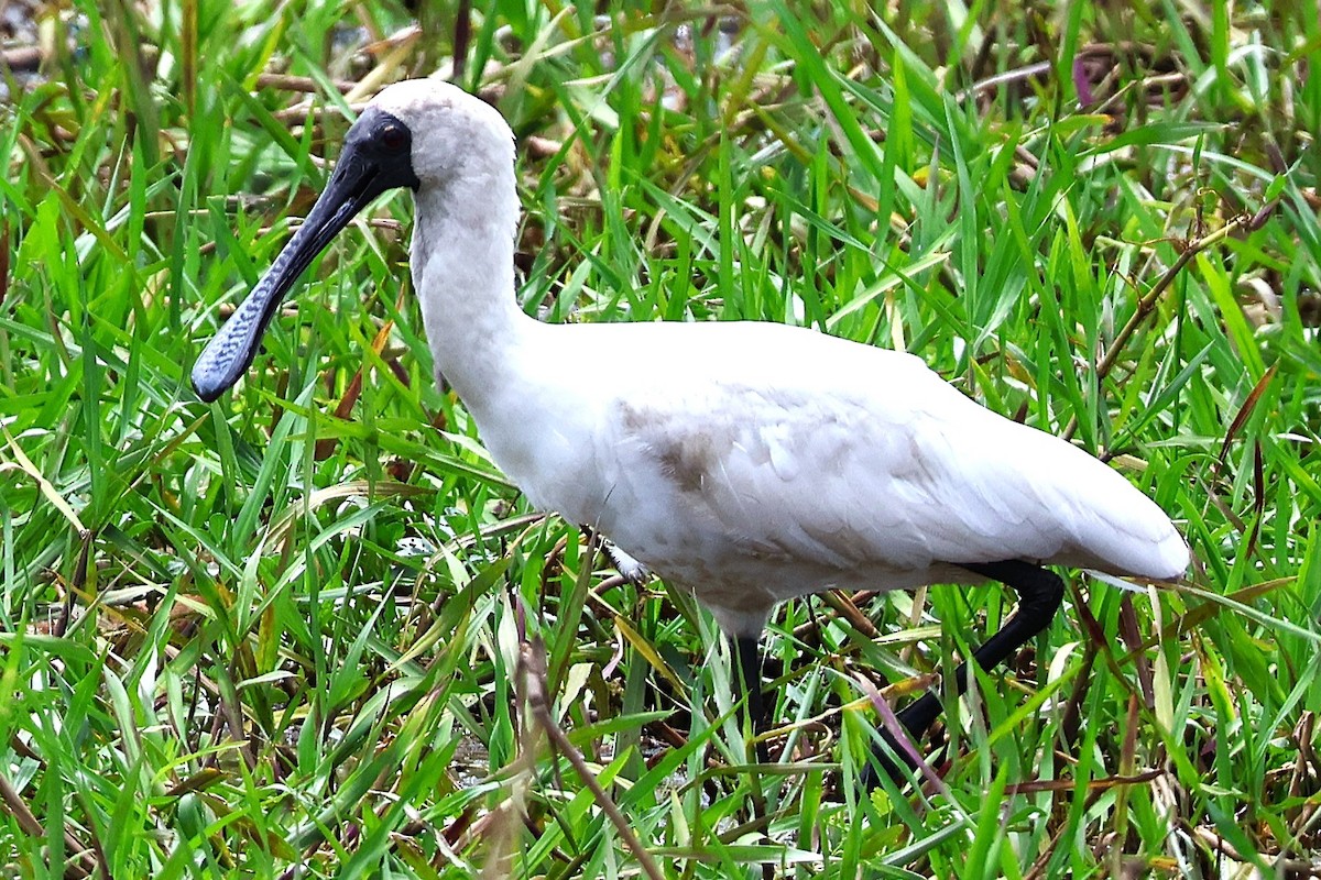Royal Spoonbill - ML643457287