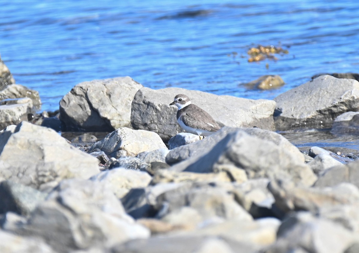 Semipalmated Plover - ML643457295