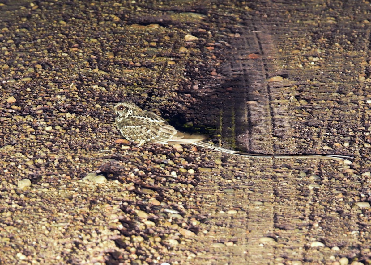 Scissor-tailed Nightjar - ML643457305