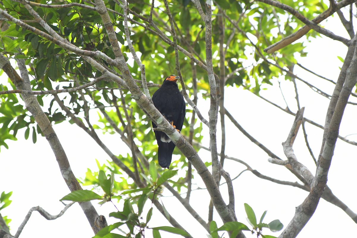 Black Caracara - ML643457307