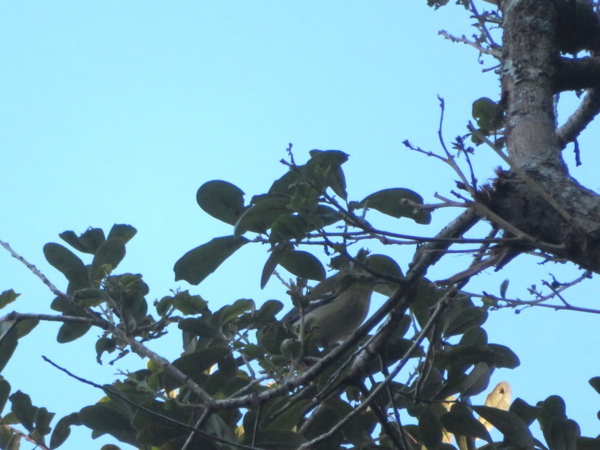 Baltimore Oriole - ML643457310