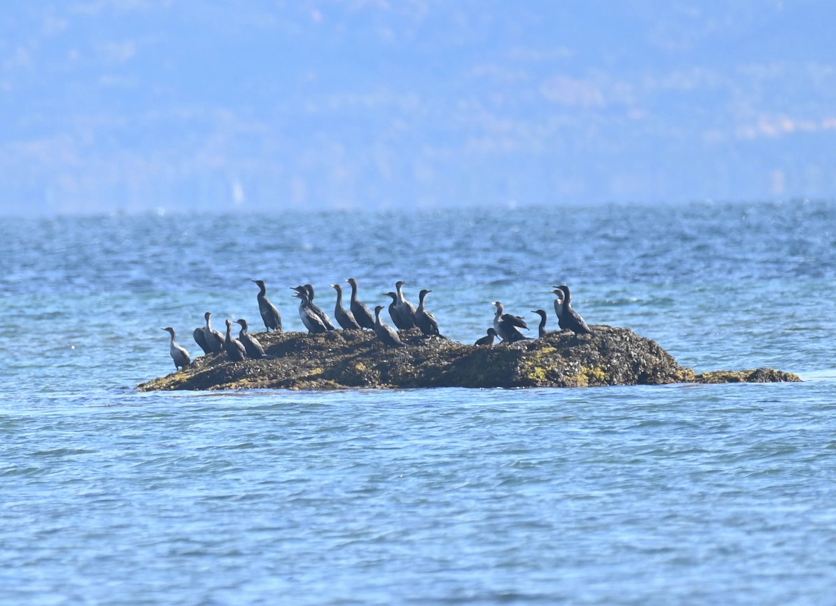 Double-crested Cormorant - ML643457311