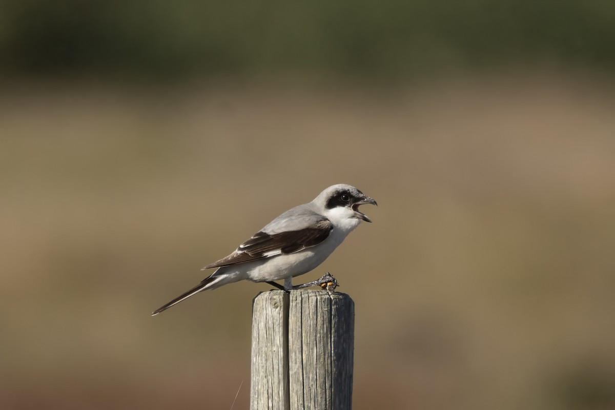 Lesser Gray Shrike - ML643457321
