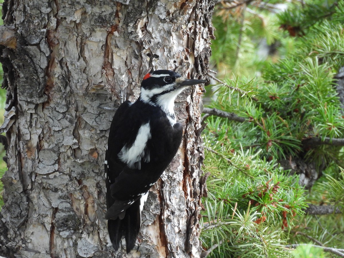 Hairy Woodpecker - ML643457339
