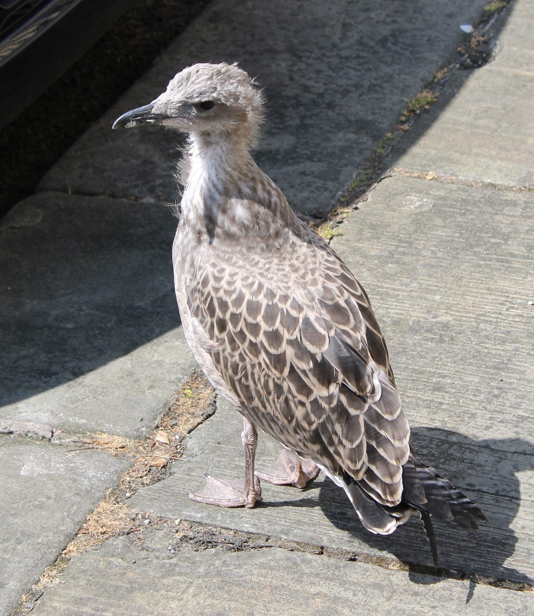 Yellow-legged Gull - ML643457361