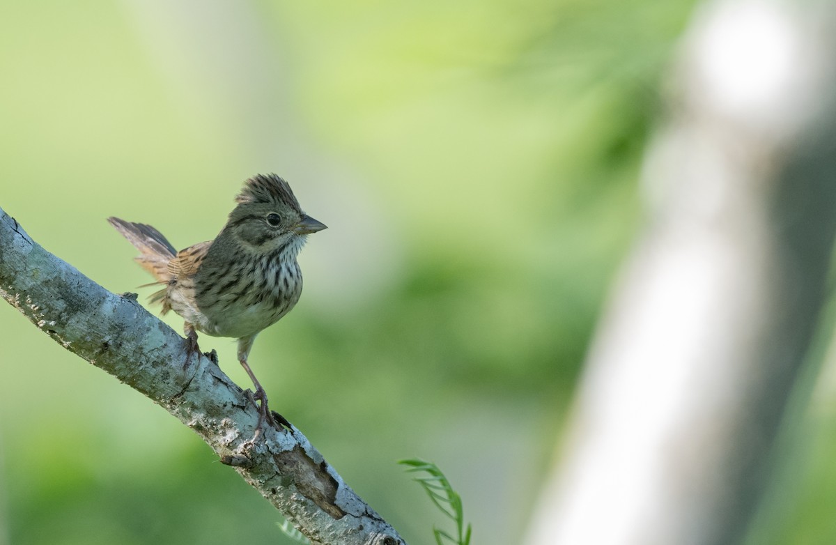 Lincoln's Sparrow - ML643457374