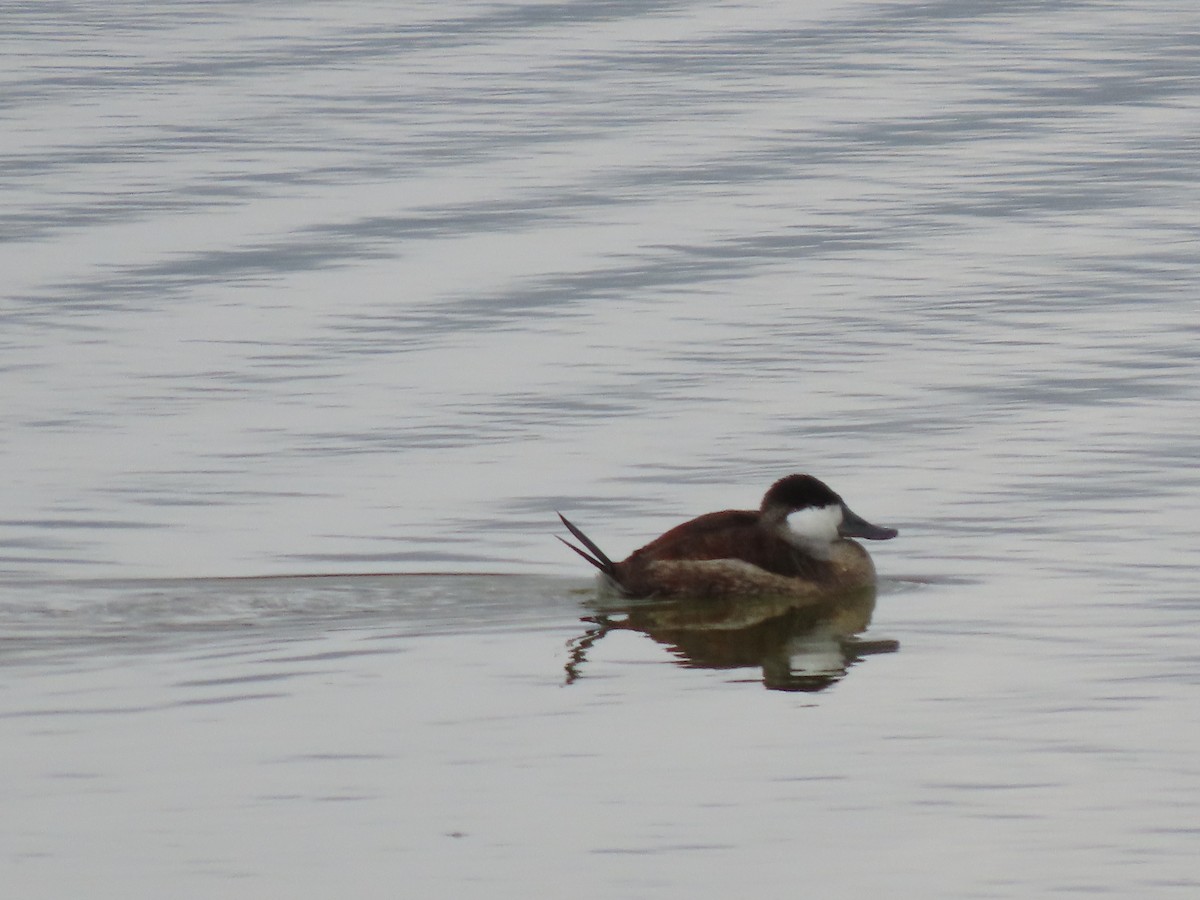 Ruddy Duck - ML643457378
