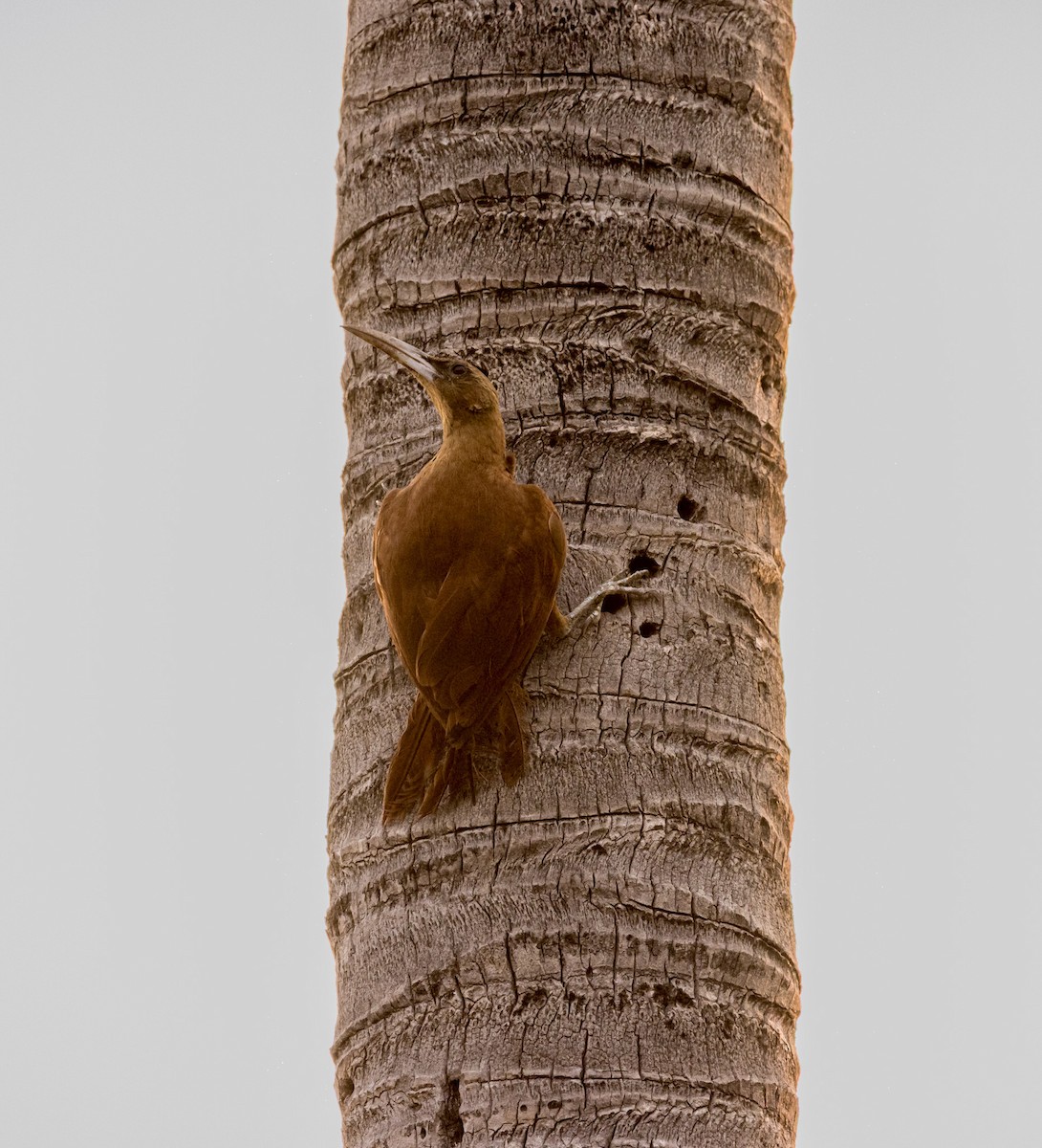 Great Rufous Woodcreeper - ML643457382