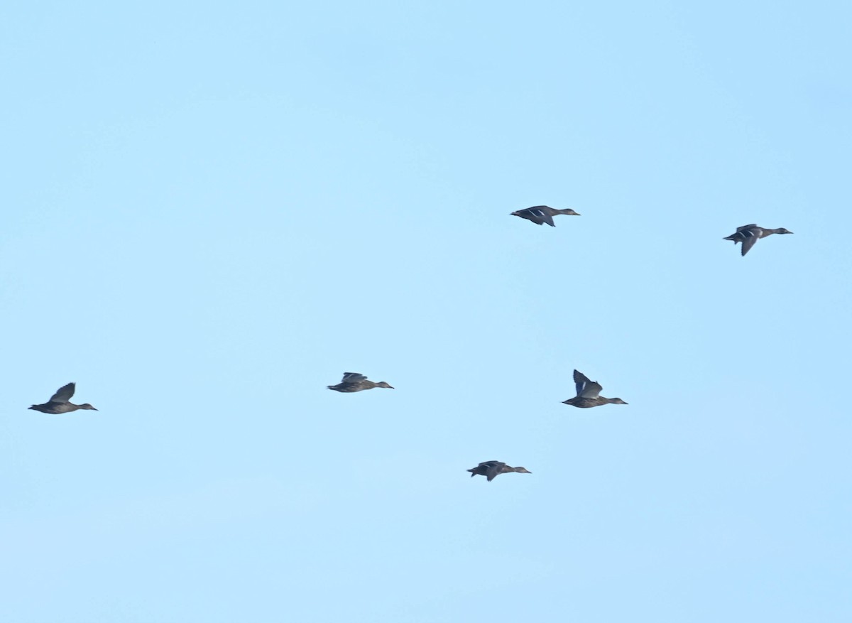 Mallard - ML643457385