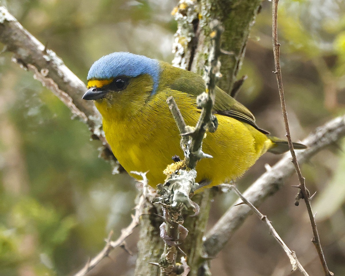 Golden-rumped Euphonia - ML643457387