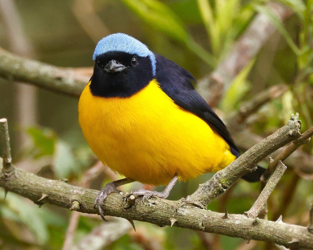 Golden-rumped Euphonia - ML643457389