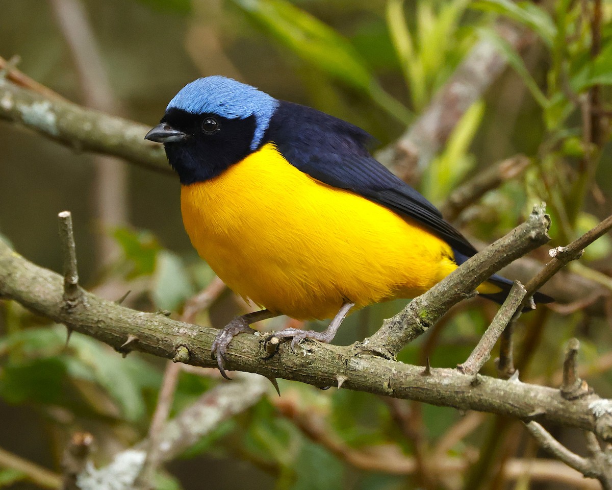 Golden-rumped Euphonia - ML643457390