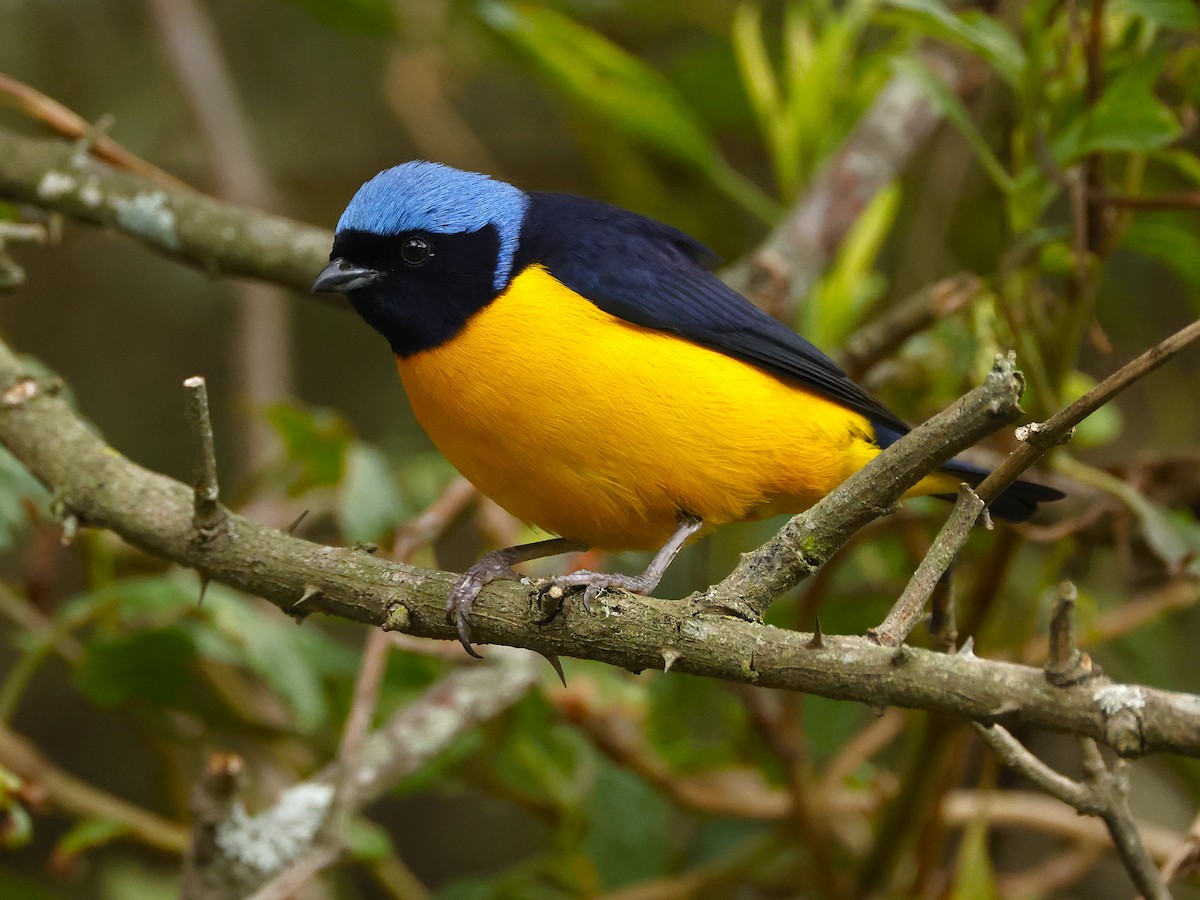 Golden-rumped Euphonia - ML643457391