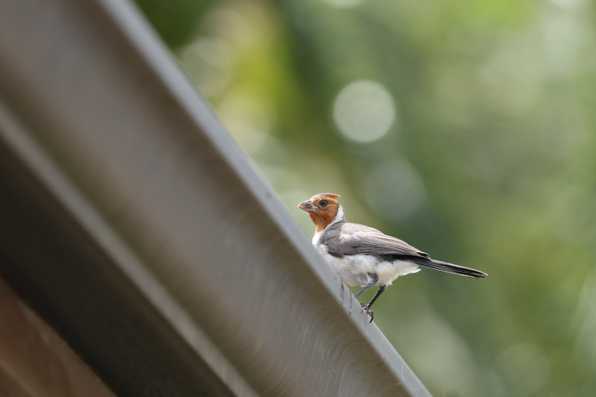 Red-crested Cardinal - ML643457411
