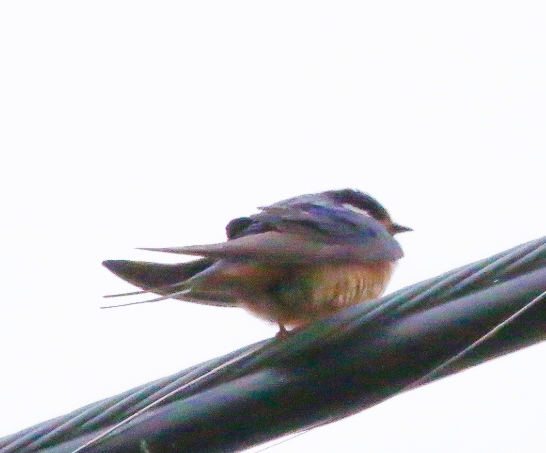 Barn Swallow - ML643457417