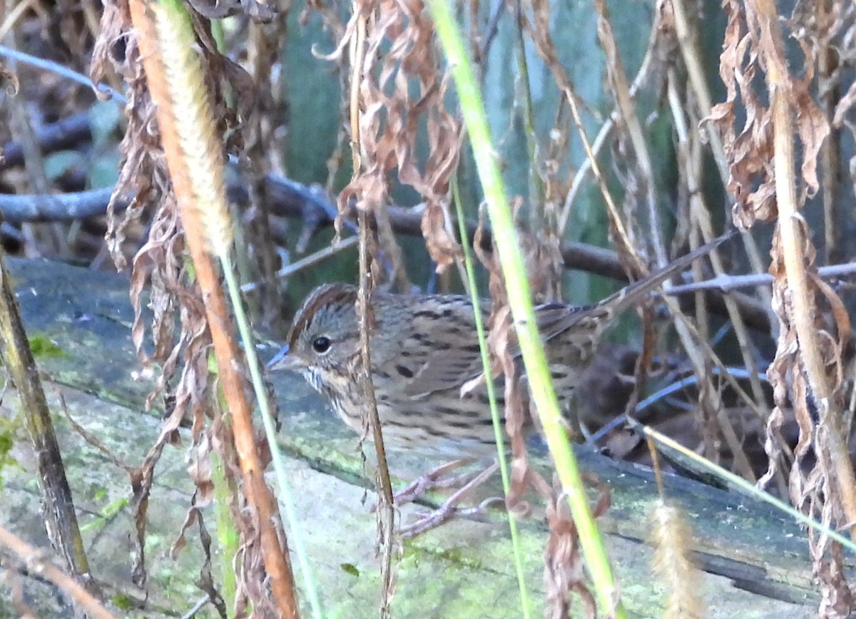 Lincoln's Sparrow - ML643457430