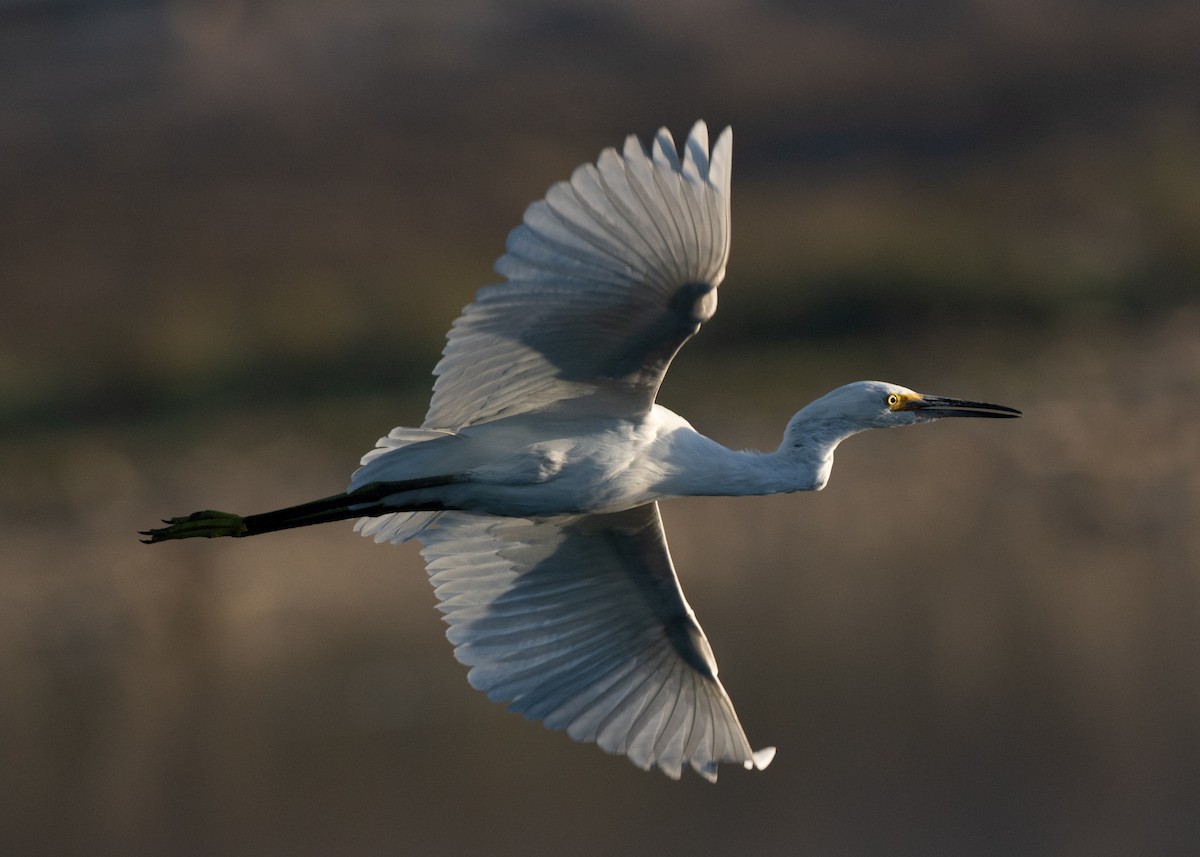 Snowy Egret - ML643457454