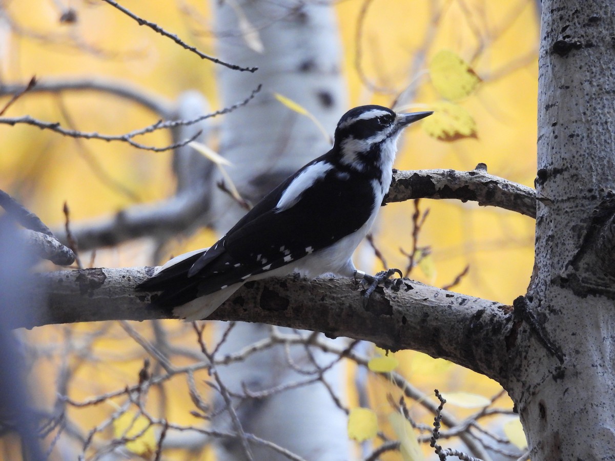 Hairy Woodpecker - ML643457460