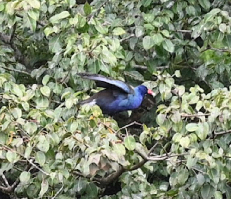 Purple Gallinule - ML643457497