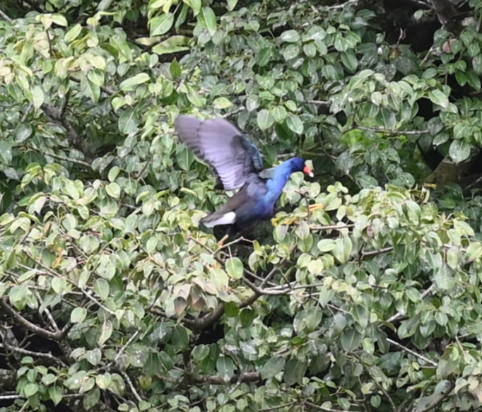 Purple Gallinule - ML643457498