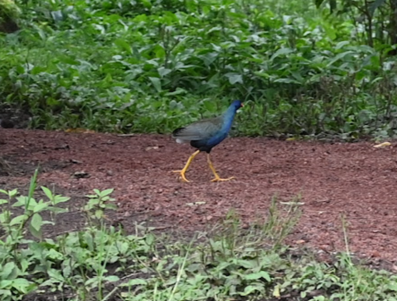 Purple Gallinule - ML643457499