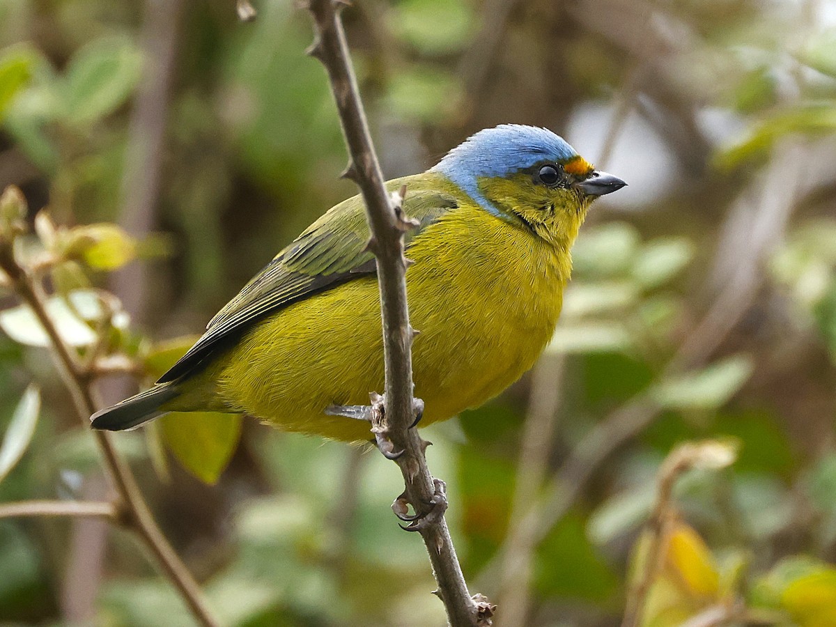Golden-rumped Euphonia - ML643457505
