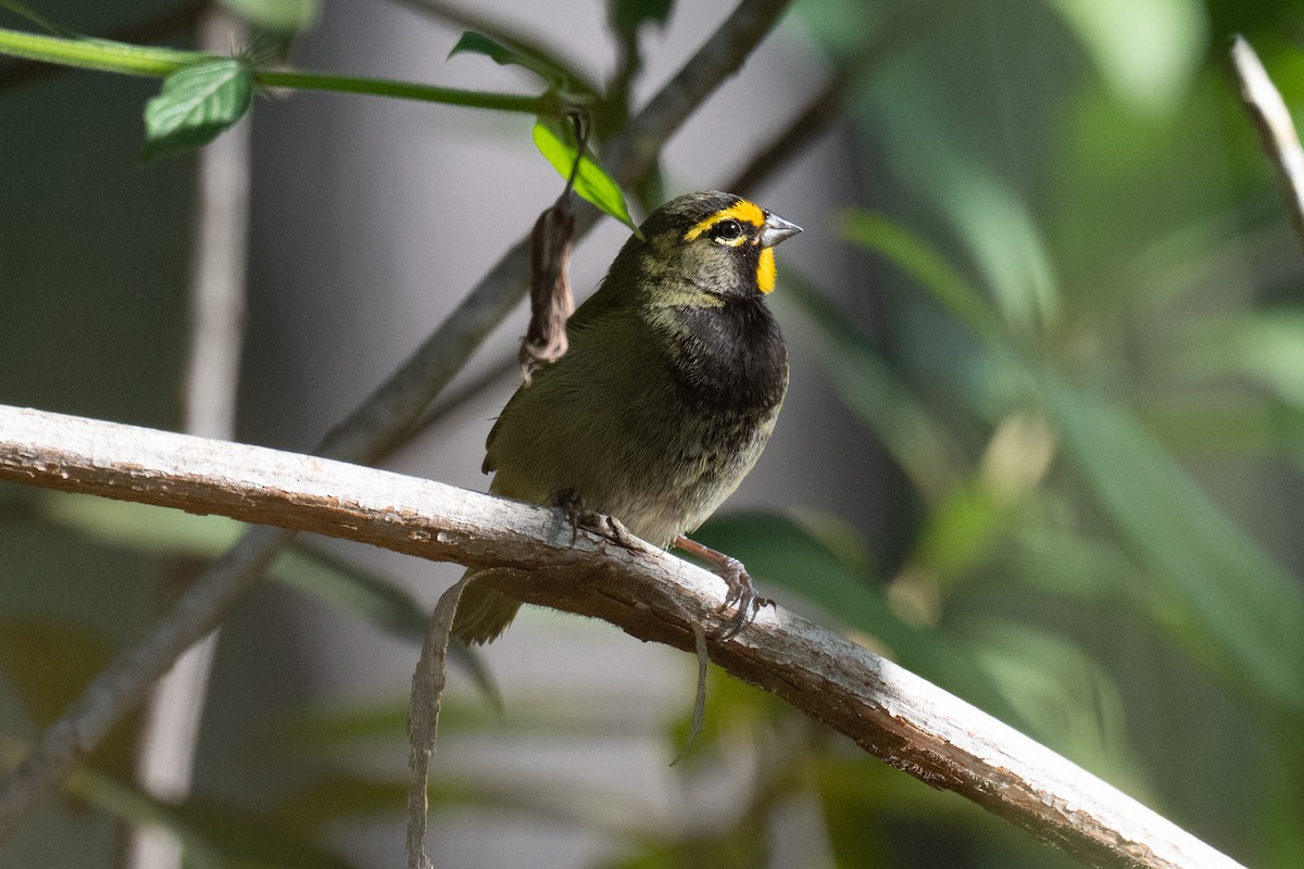 Yellow-faced Grassquit - ML643457524