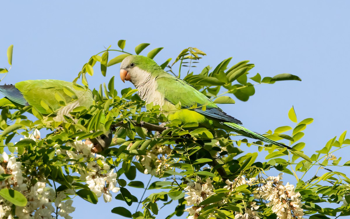 munkeparakitt (monachus gr.) - ML643457525