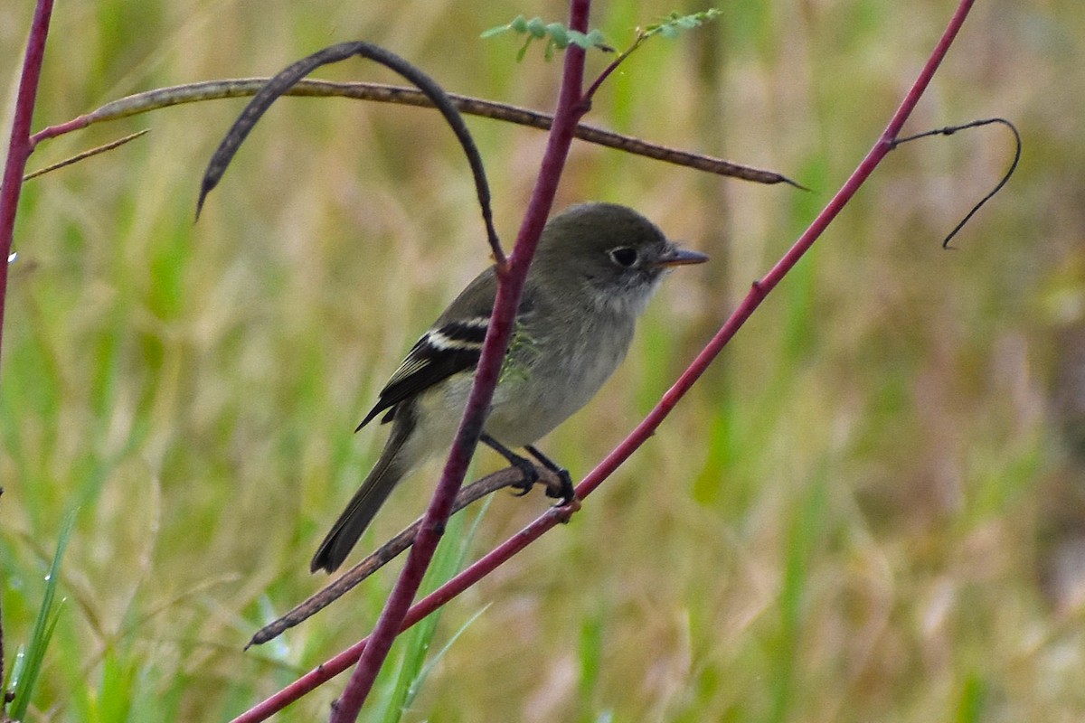tyranovec malinký - ML643457527