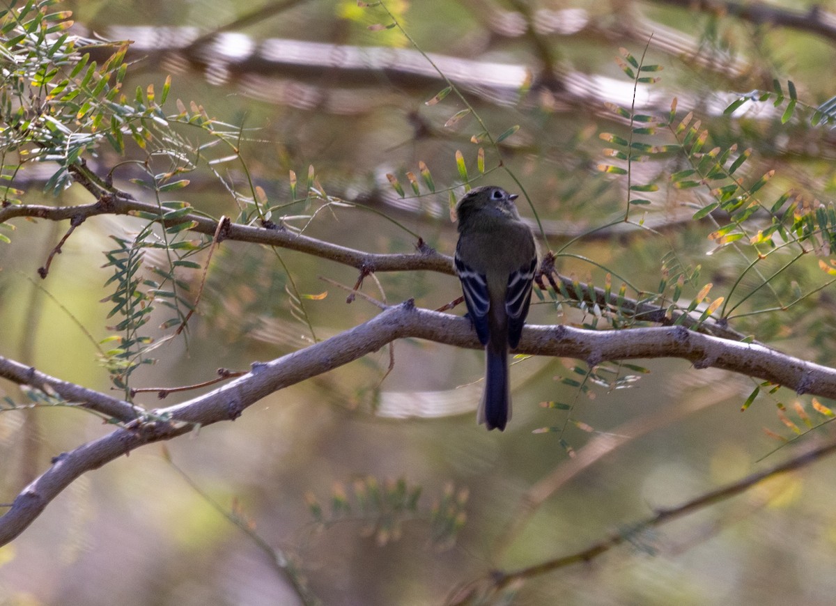 Hammond's Flycatcher - ML643457528