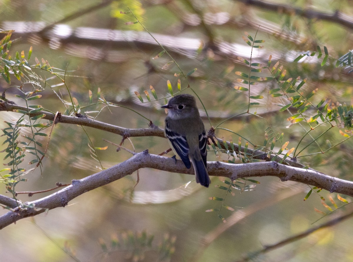 Hammond's Flycatcher - ML643457529