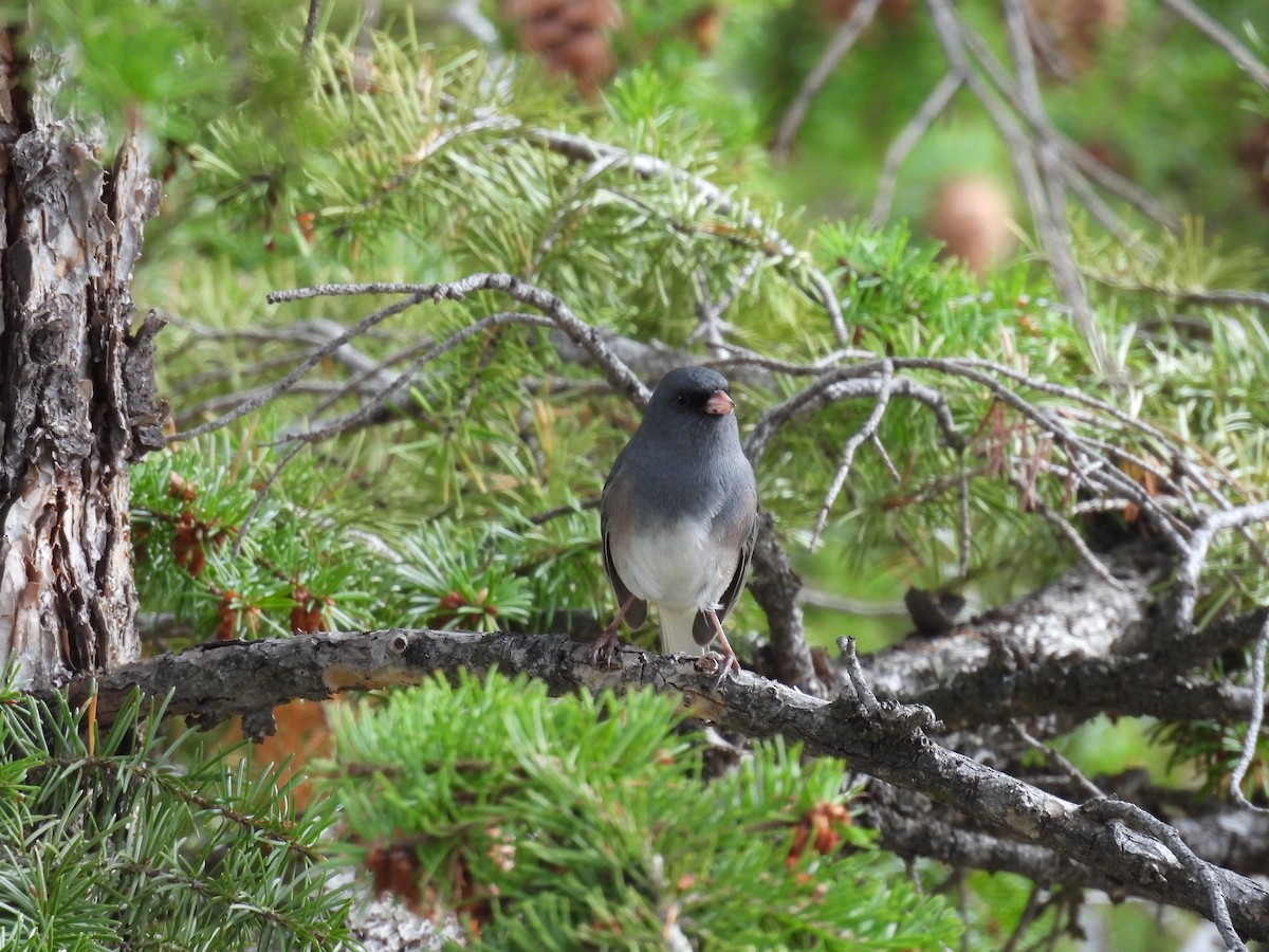 Dark-eyed Junco - ML643457541