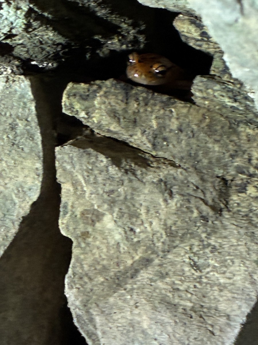 Animals - ML643457543