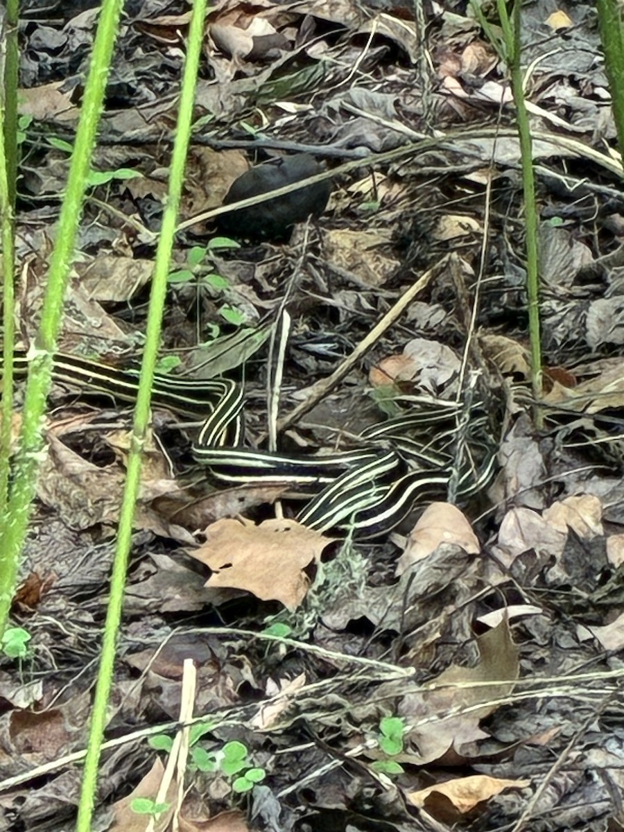 Animals - ML643457544