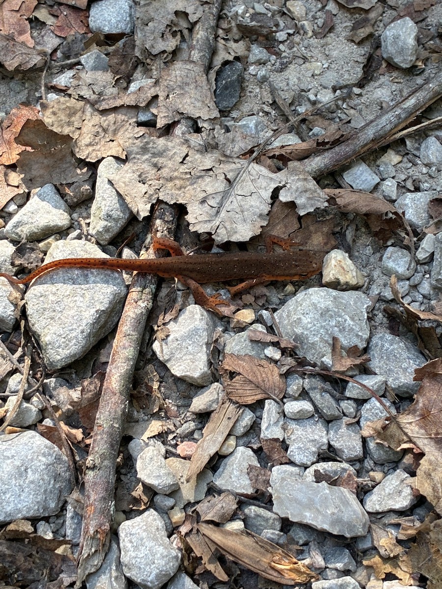 Animals - ML643457545