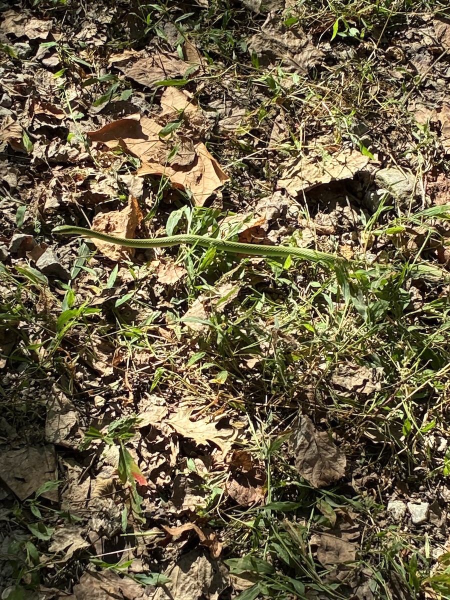 Animals - ML643457546