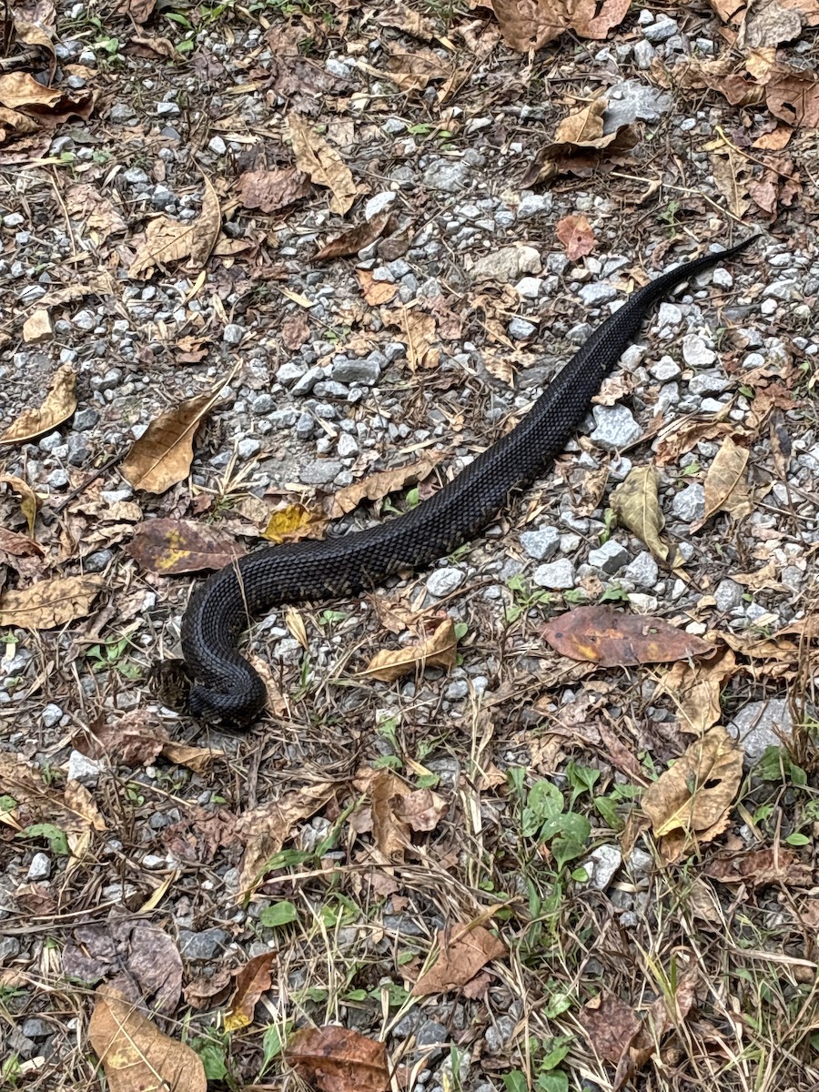 Animals - ML643457547