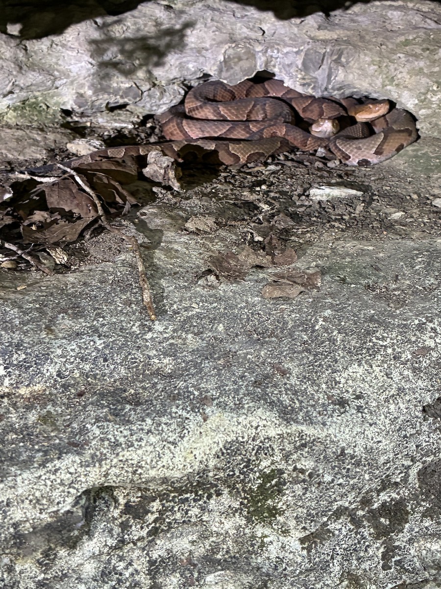 Animals - ML643457548