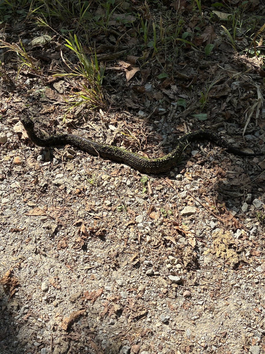 Animals - ML643457549