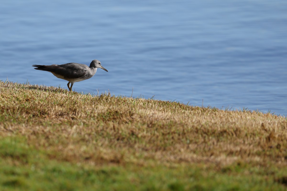 vodouš aljašský - ML643457554