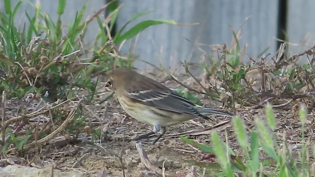 Reinita Coronada (coronata) - ML643457555