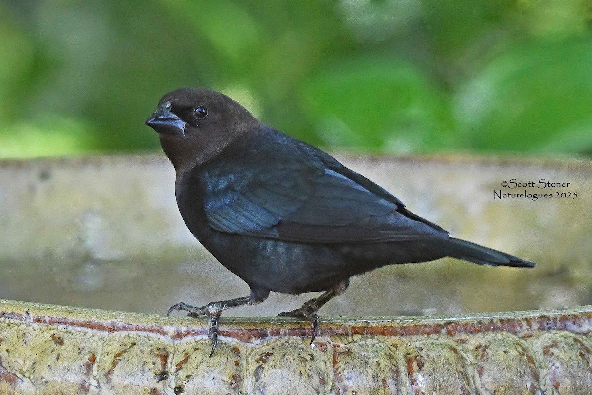Brown-headed Cowbird - ML643457557