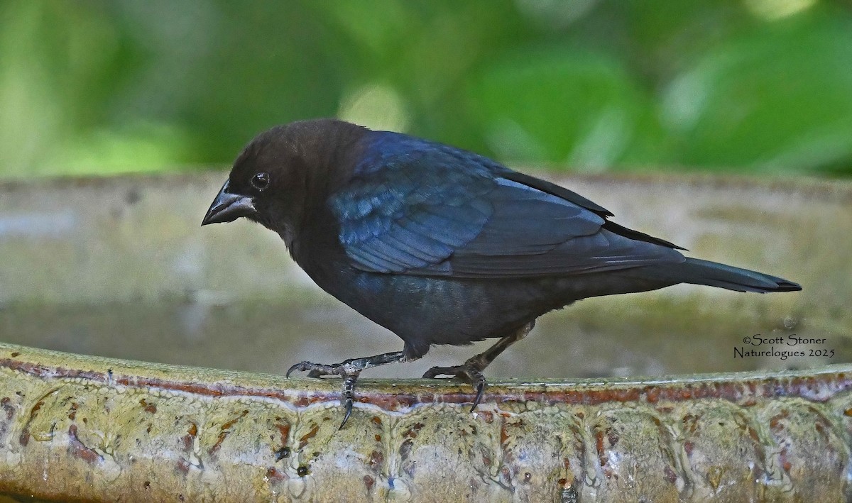 Brown-headed Cowbird - ML643457558