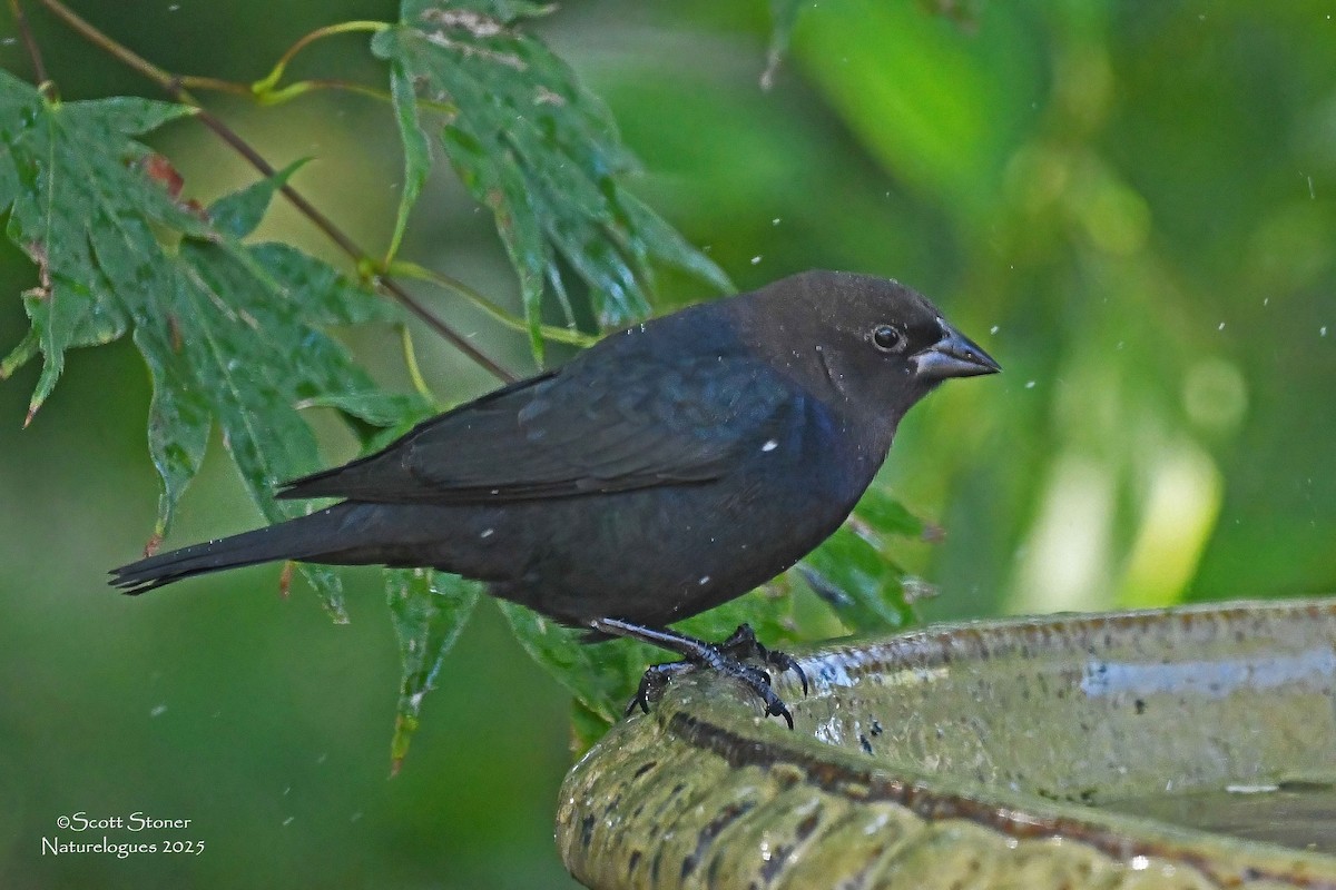 Brown-headed Cowbird - ML643457559