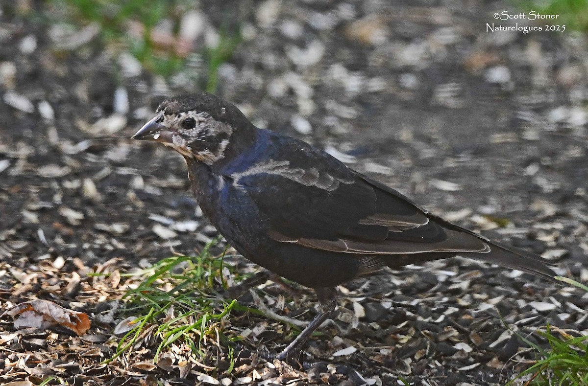 Brown-headed Cowbird - ML643457560