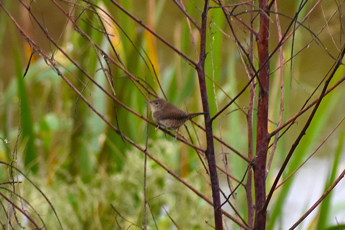 Northern House Wren - ML643457565
