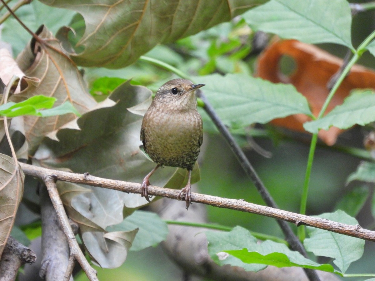 Winter Wren - ML643457566