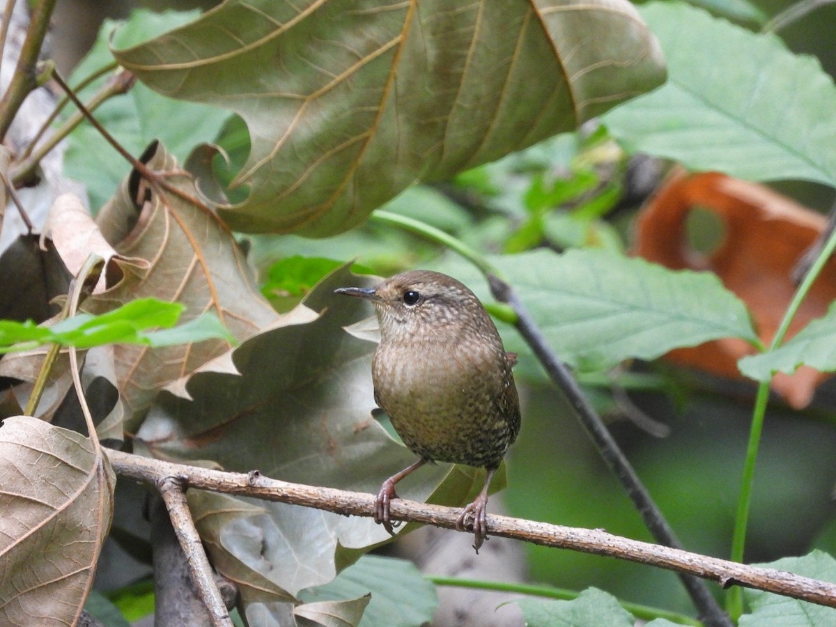 Winter Wren - ML643457567