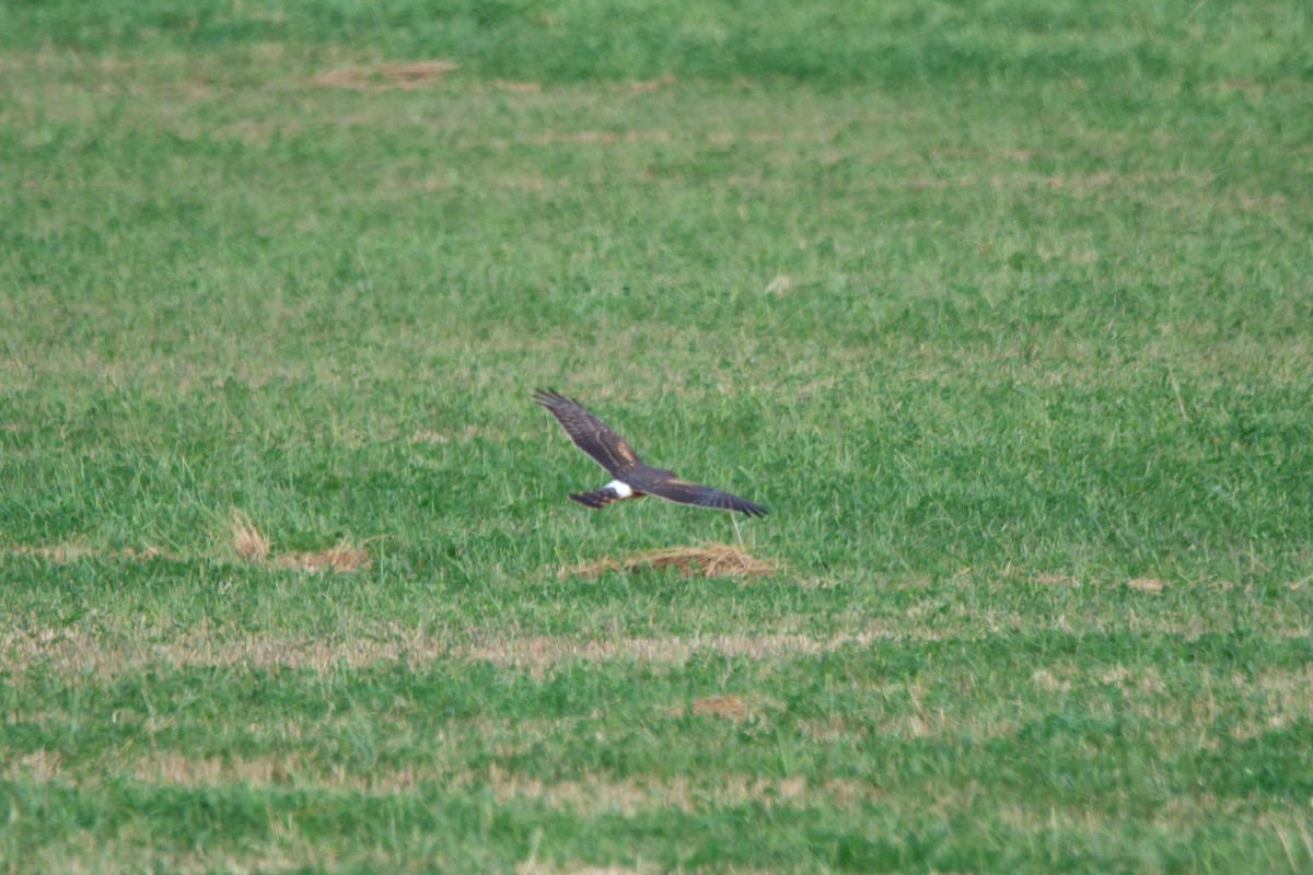 Northern Harrier - ML643457574